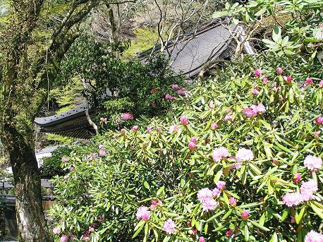 奈良 室生寺の石楠花 山野草 植物めぐり