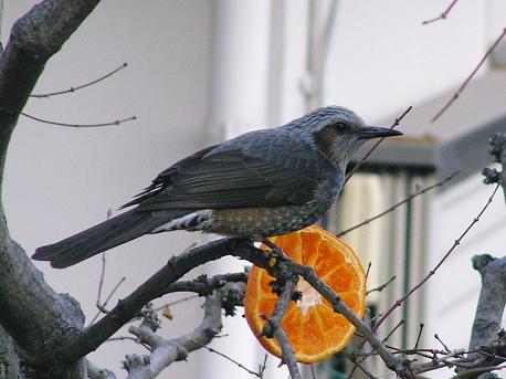 庭に来る鳥たち ヒヨドリ 山野草 植物めぐり