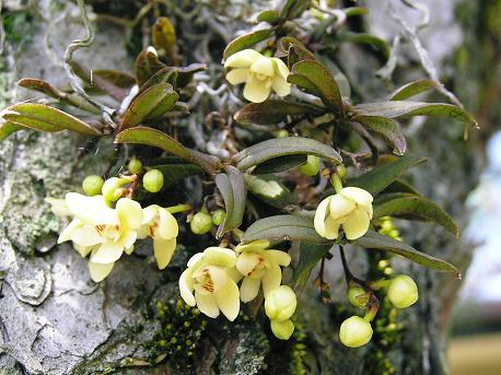 ショッピングモール 山野草 盆栽 着生蘭(ベニカヤラン・カヤラン