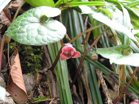 フタバアオイ 双葉葵 山野草 植物めぐり