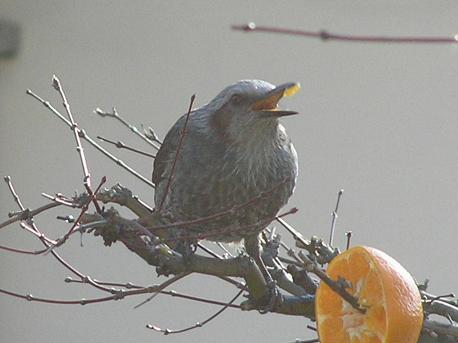 庭に来る鳥たち ヒヨドリ ふたたび 山野草 植物めぐり