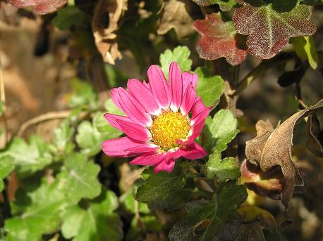 冬菊 ふゆぎく 山野草 植物めぐり