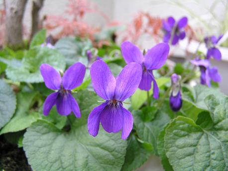 ニオイスミレ 匂い菫 山野草 植物めぐり