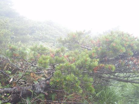 ハイマツ 這松 山野草 植物めぐり