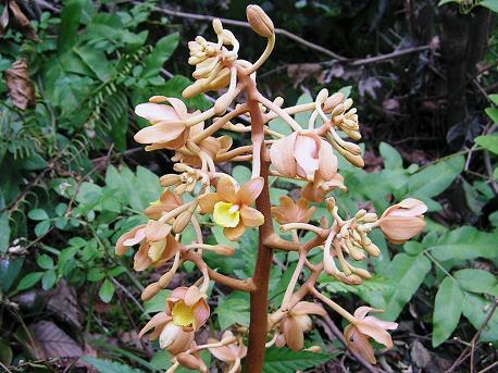 ツチアケビ 土通草 山野草 植物めぐり