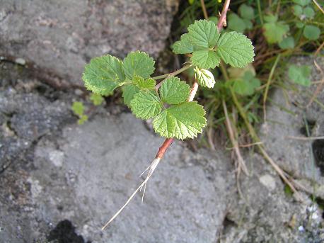 鹿はトゲのある草も食べる 山野草 植物めぐり