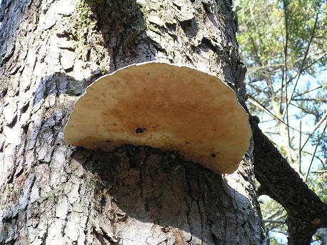 サルノコシカケ 猿の腰掛 山野草 植物めぐり