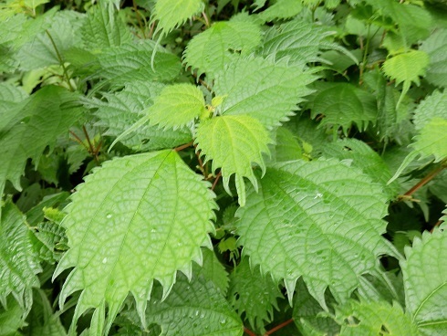 アオカラムシ アカソ クサコアカソ ほかイラクサ科の仲間 山野草 植物めぐり