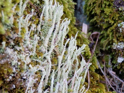 宮島の植物ー９（ヒメジョウゴゴケ、アカミゴケ、ミヤカハイゴケ）: 山