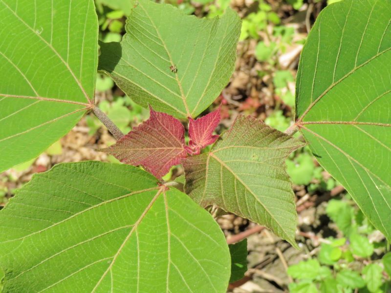 アカメガシワ 赤芽槲 赤目柏 山野草 植物めぐり