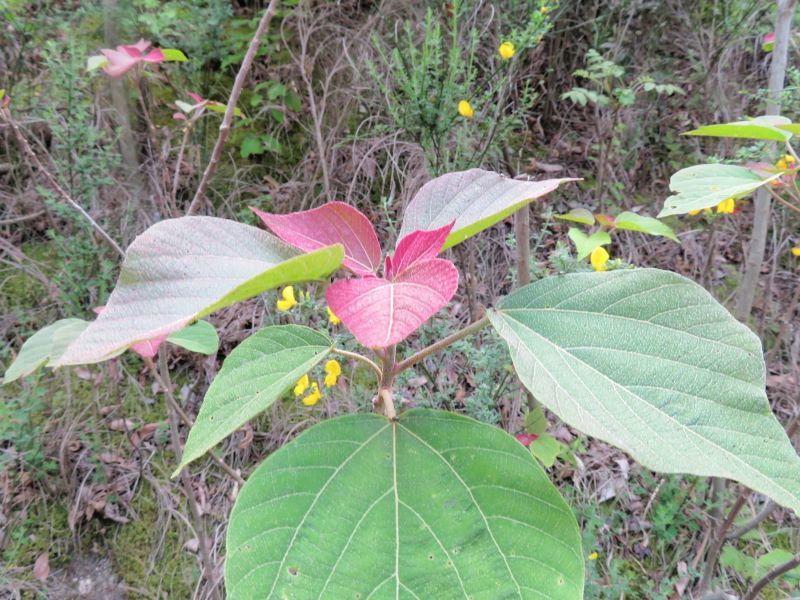 アカメガシワ 赤芽槲 赤目柏 山野草 植物めぐり