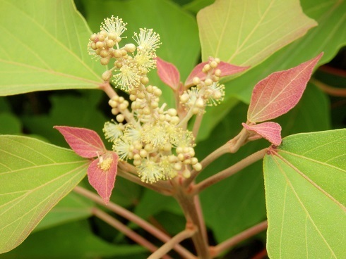 ひさき アカメガシワ 赤芽槲 山野草 植物めぐり