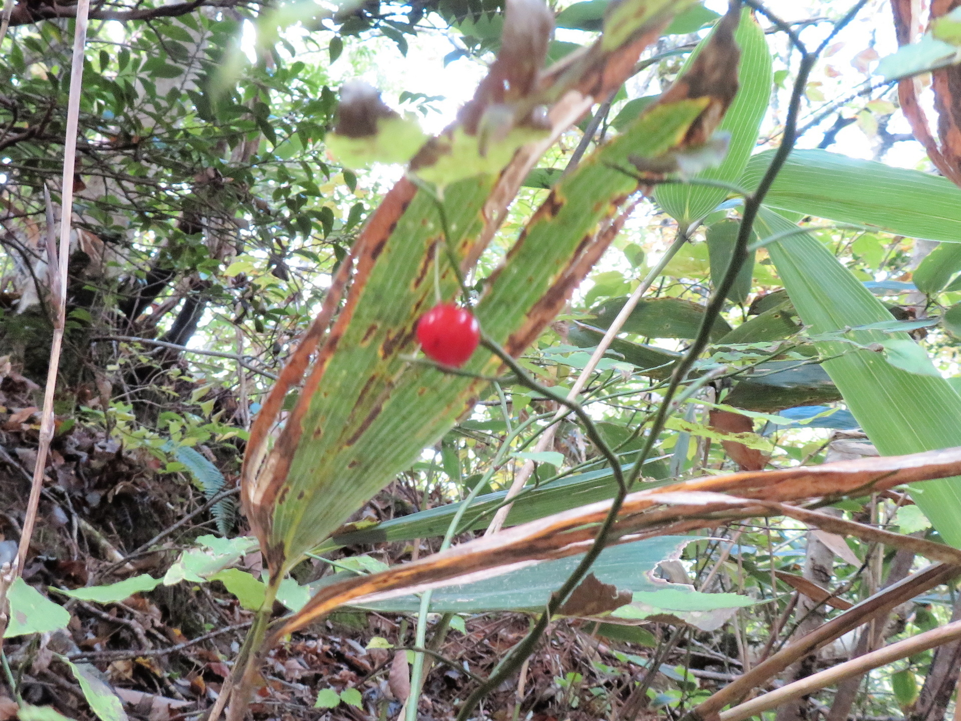 秋の赤い実 ズミ ウメモドキ アキグミ ミヤマシキミ アクシバ 山野草 植物めぐり