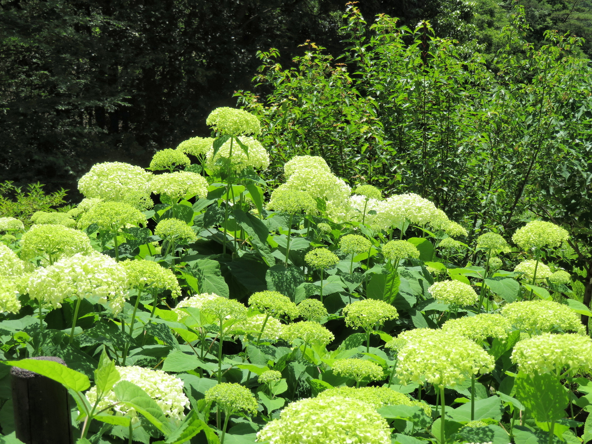 アジサイーその４ 西洋アジサイ 山野草 植物めぐり