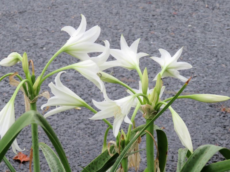 アフリカハマユウ クリナム 山野草 植物めぐり