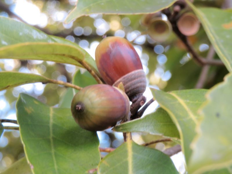 アラカシの実 どんぐり 山野草 植物めぐり