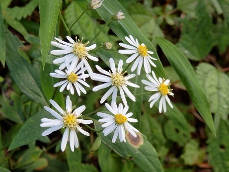 ノギク 野菊 の仲間 １ ア行 カ行 山野草 植物めぐり