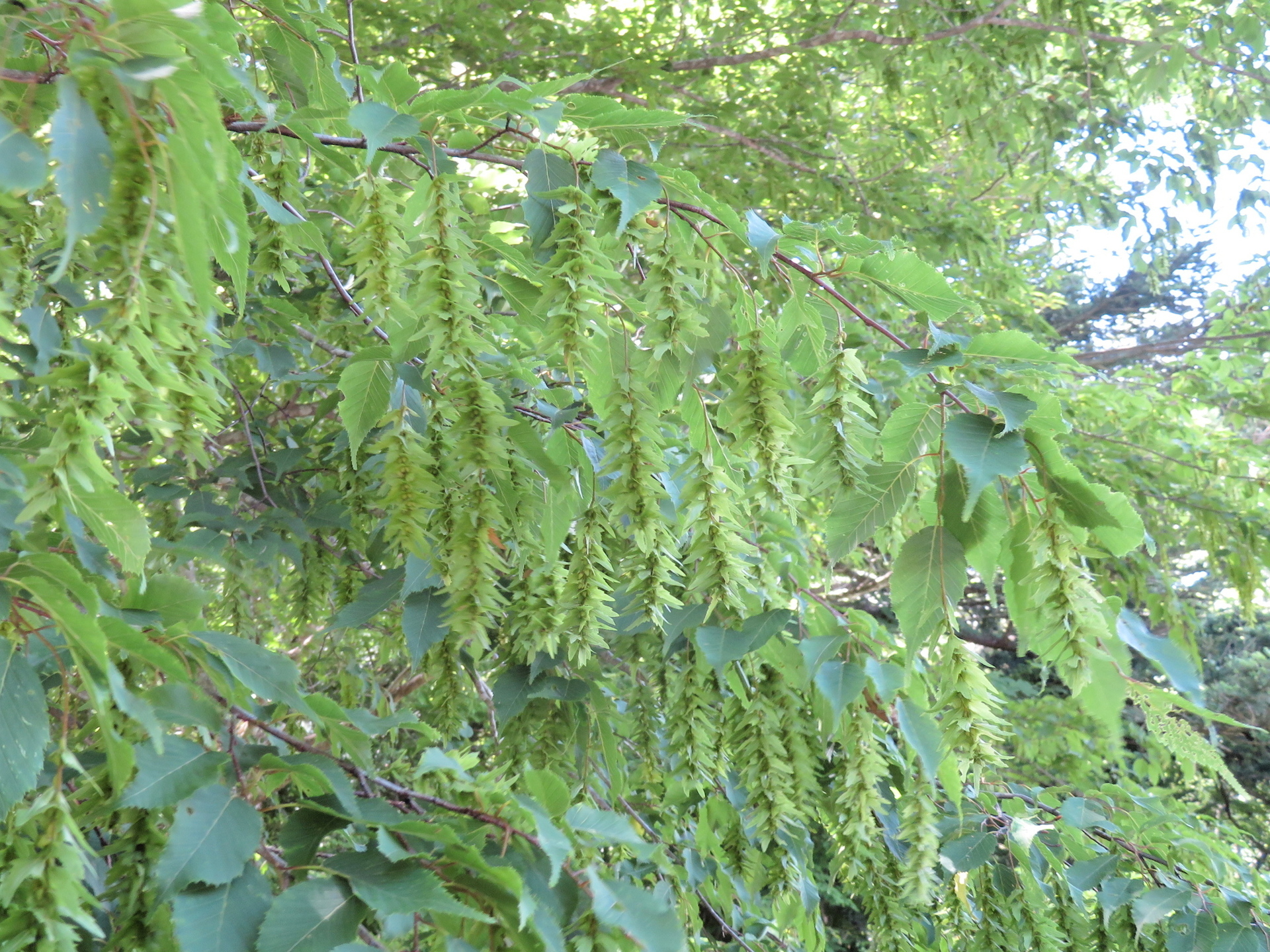 クマノミズキ イヌシデ モミ ツガ エゾユズリハ 山野草 植物めぐり