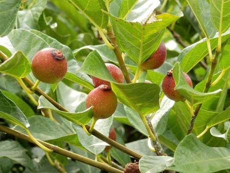 イタビカズラ ほかイチジクの仲間 山野草 植物めぐり