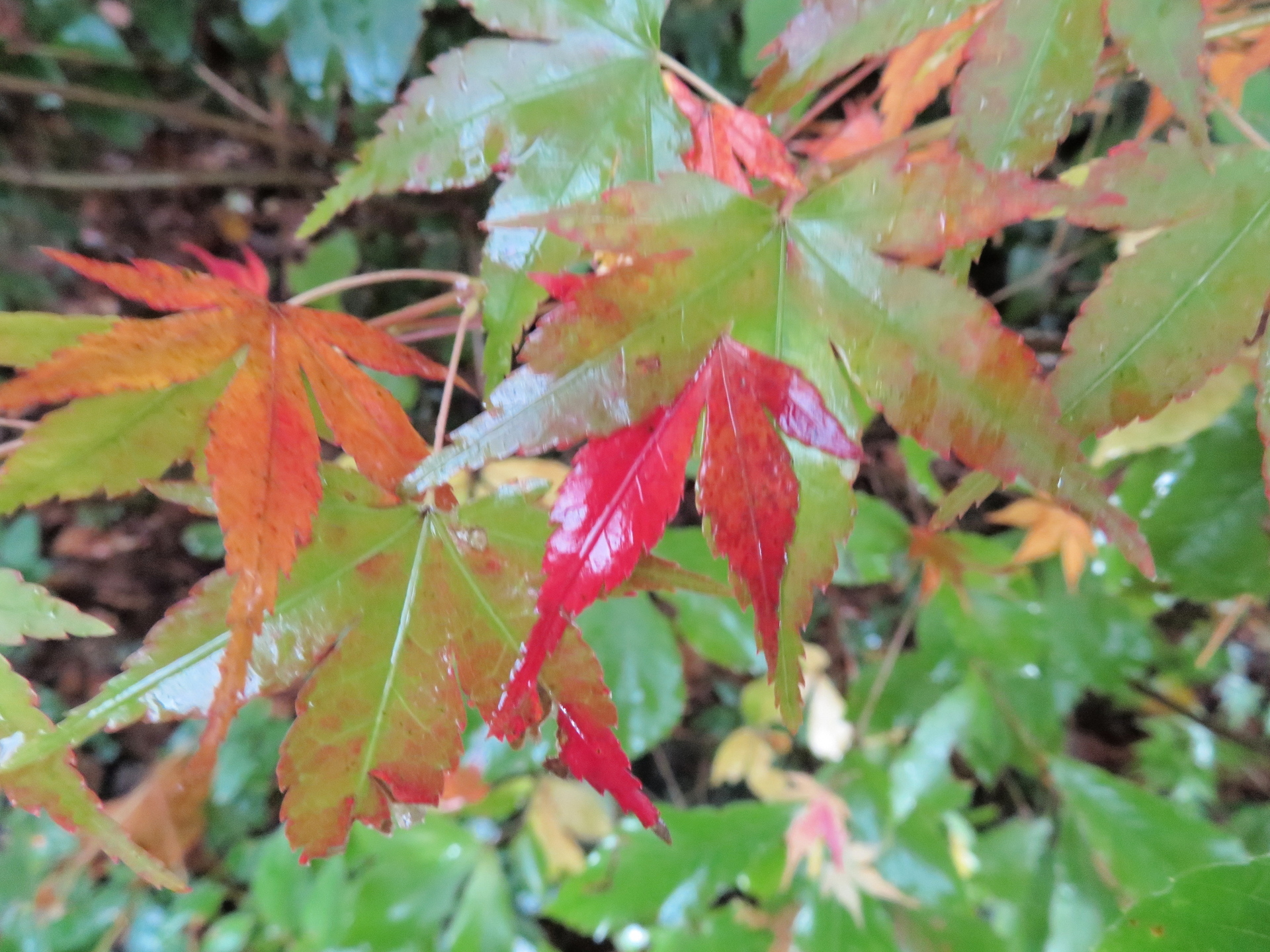 かへるで（カエデの古名）: 山野草、植物めぐり