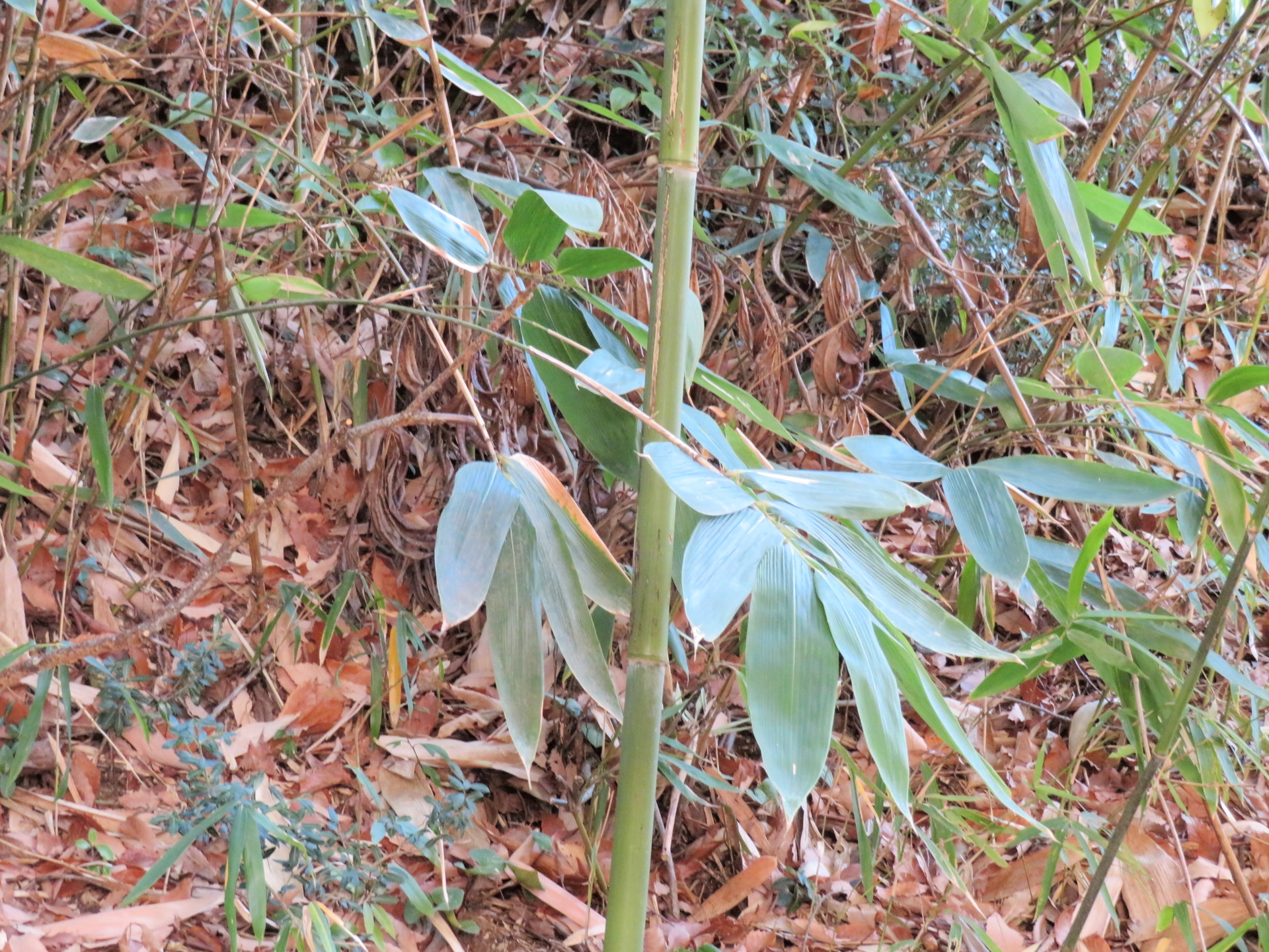 タケ 竹 ササ 笹 バンブーの違い 山野草 植物めぐり