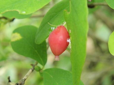 ウグイスカグラ 鶯神楽 山野草 植物めぐり