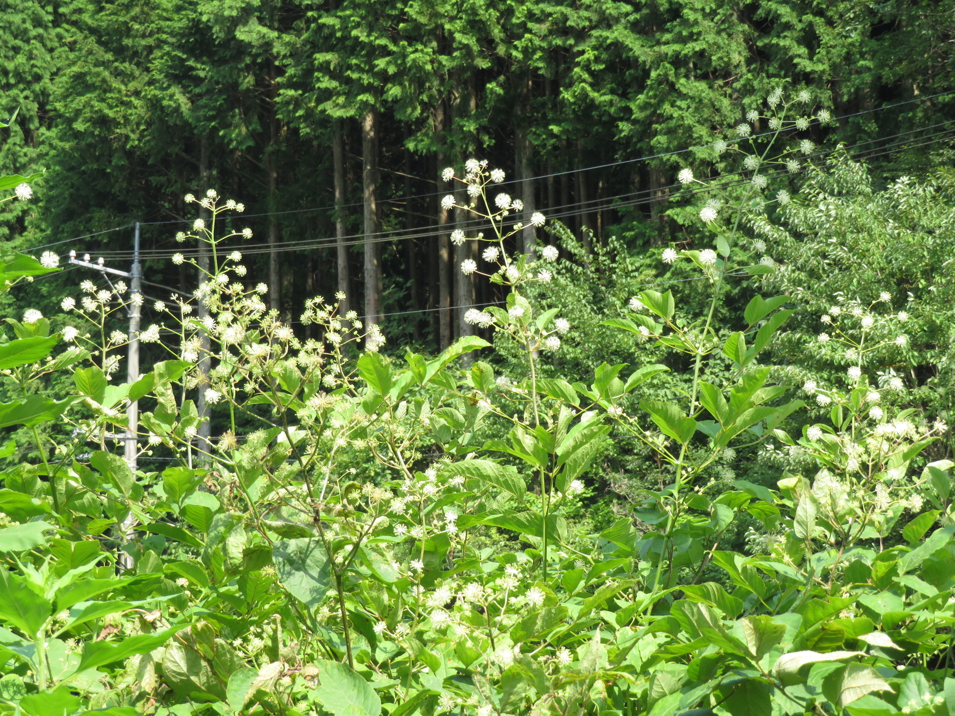 シシウド ウドの花 山野草 植物めぐり