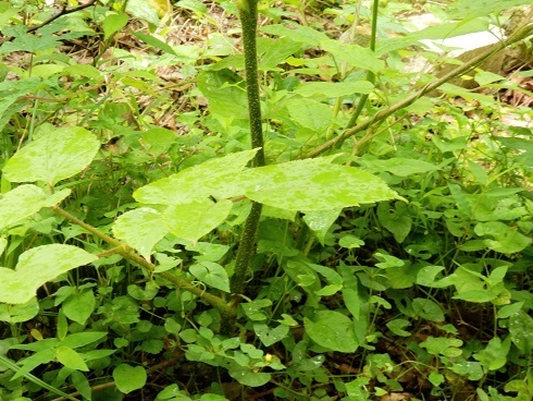 ウド 独活 山野草 植物めぐり