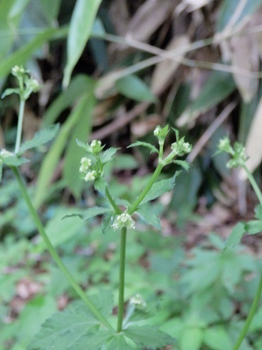 ウマノミツバ ミツバほか 山野草 植物めぐり