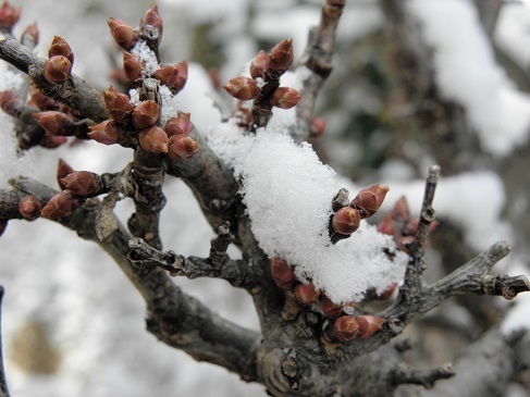 耐雪梅花麗 山野草 植物めぐり