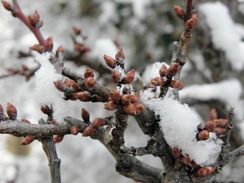 耐雪梅花麗 山野草 植物めぐり