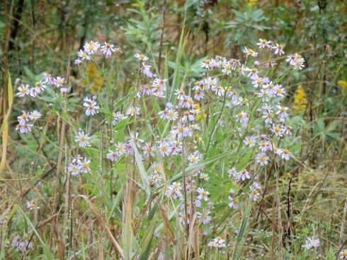 ウラギク ホウキギク リュウノウギクなど 山野草 植物めぐり