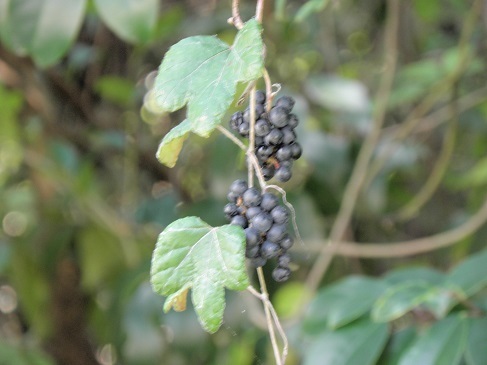 エビヅル アオツヅラフジ ノブドウ 山野草 植物めぐり