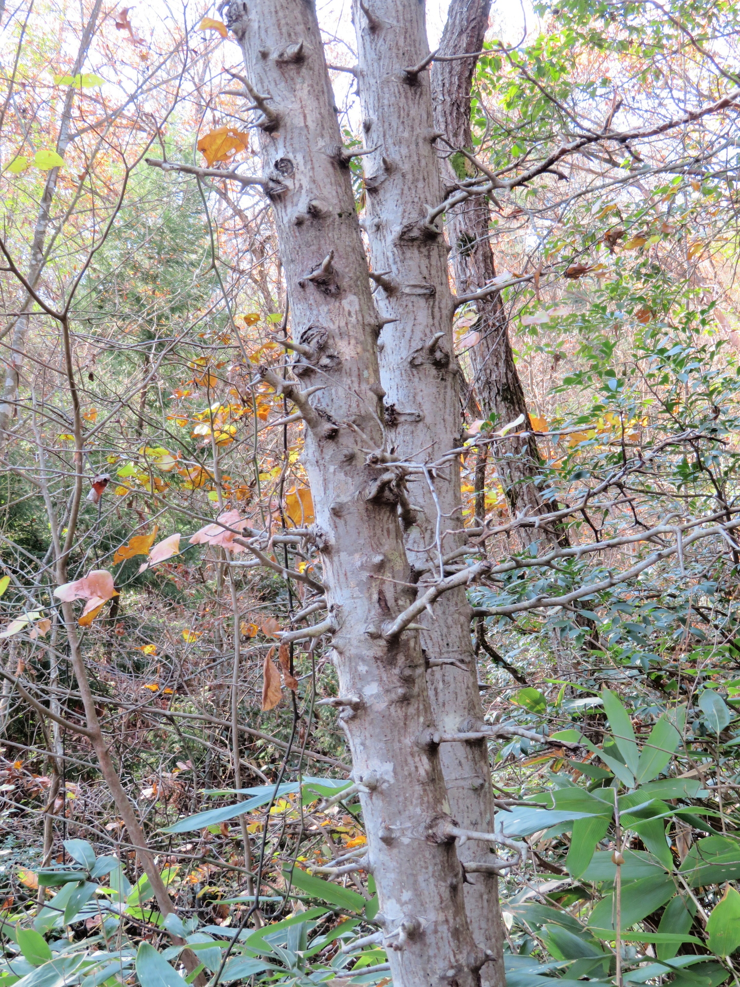 いろいろな樹皮ーその４ 幹に刺があるもの 山野草 植物めぐり