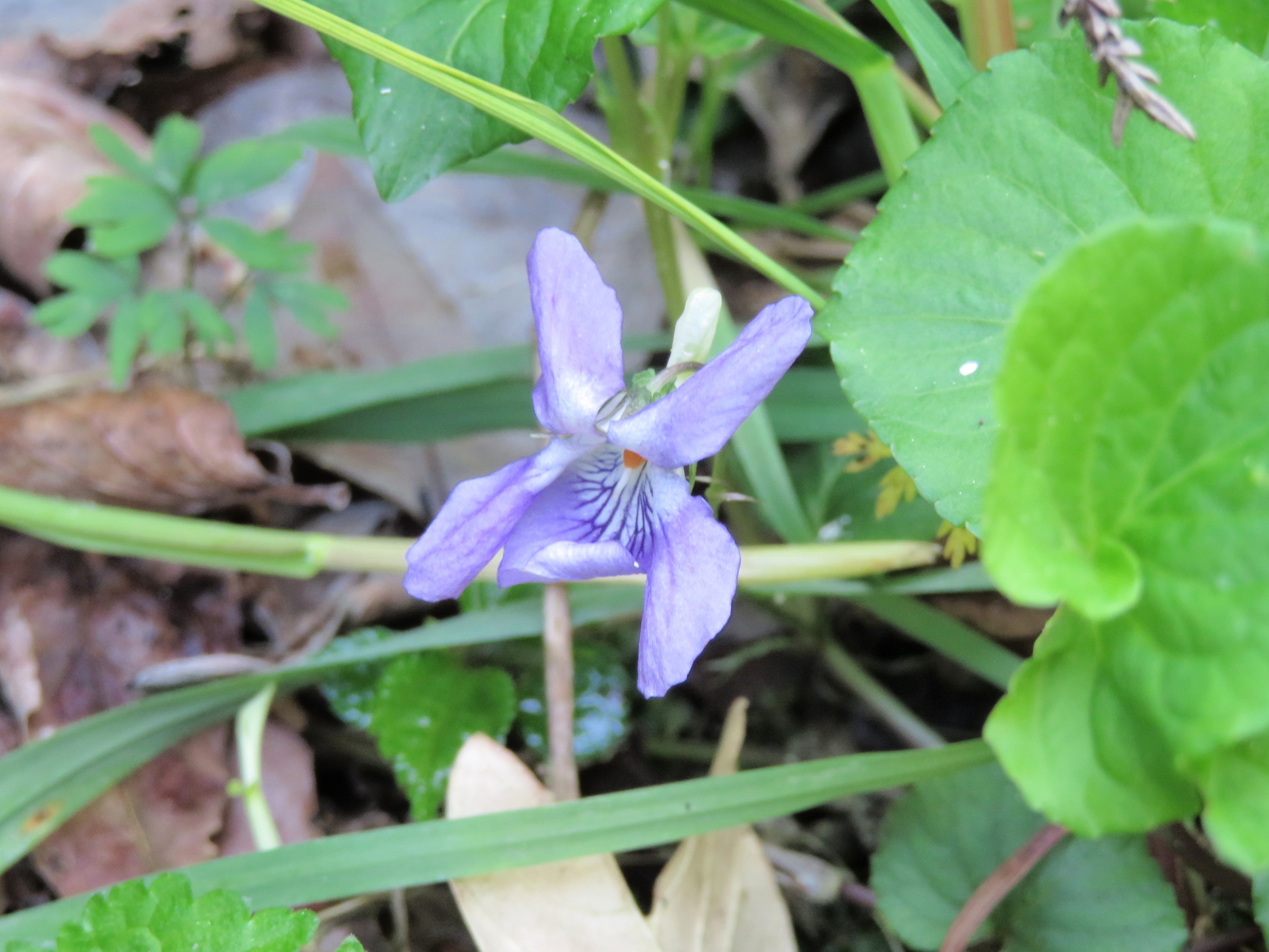 オオタチツボスミレ タチツボスミレ ナガバタチツボスミレ 山野草 植物めぐり