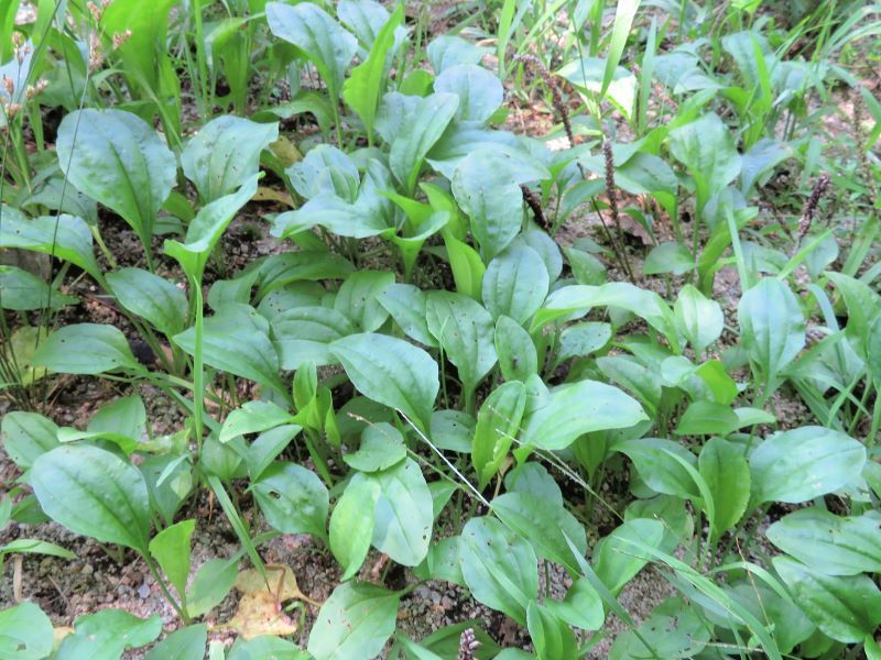 オオバコ（大葉子、車前）: 山野草、植物めぐり