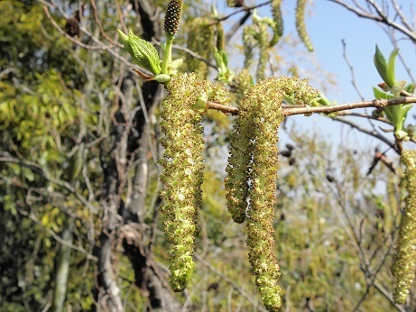 オオバヤシャブシ ヒメヤシャブシ 山野草 植物めぐり