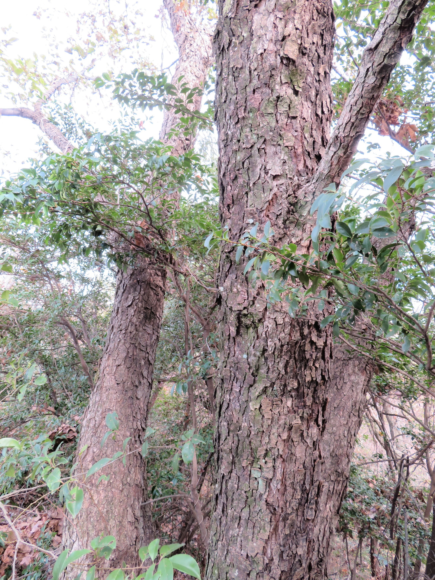 オオバヤシャブシ コノテガシワ 山野草 植物めぐり