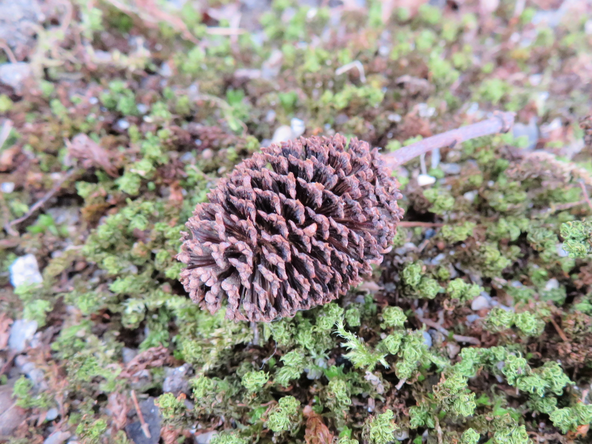 オオバヤシャブシ コノテガシワ 山野草 植物めぐり