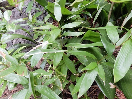 タケ 竹 ササ 笹 バンブーの違い 山野草 植物めぐり