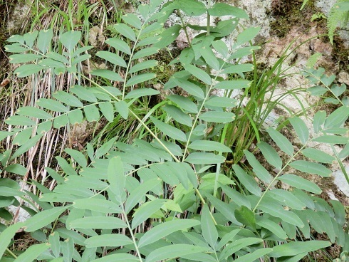 ゼンマイ３種（ヤシャゼンマイ、オクタマゼンマイ、ゼンマイ）: 山野草、植物めぐり