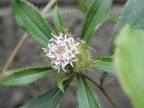 庭の花 オダマキ スズラン とカリガネソウ オケラの芽 山野草 植物めぐり