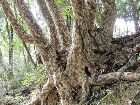 巨樹・古木ーその7（山口県）: 山野草、植物めぐり