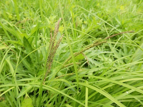 すげ（菅）: 山野草、植物めぐり