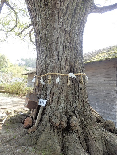 巨樹・古木ーその８（島根県）: 山野草、植物めぐり