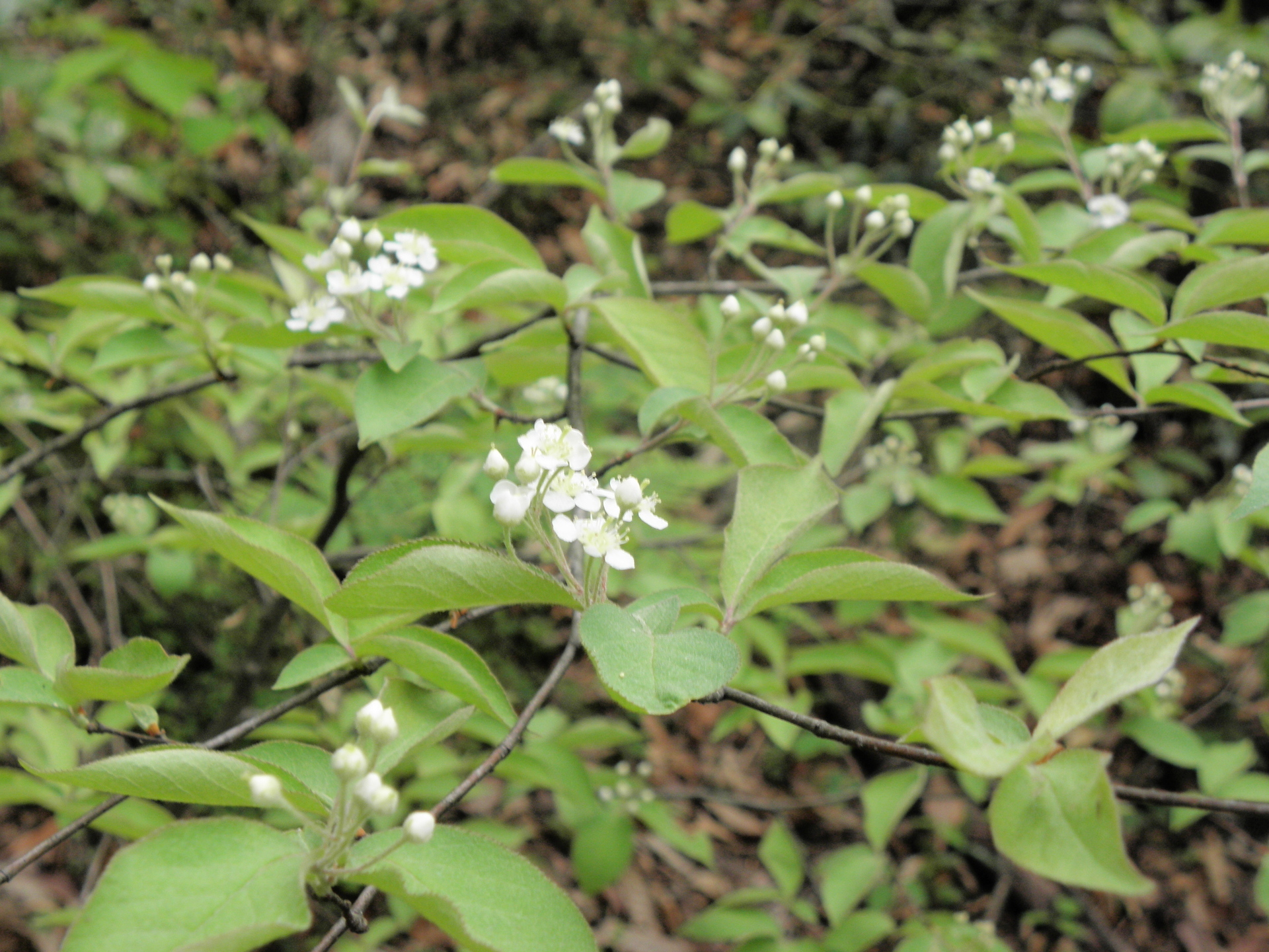 ４月の木の花 ミヤマガマズミ カマツカ ウワミズザクラ コクサギ ハナイカダ シロヤマブキ 山野草 植物めぐり