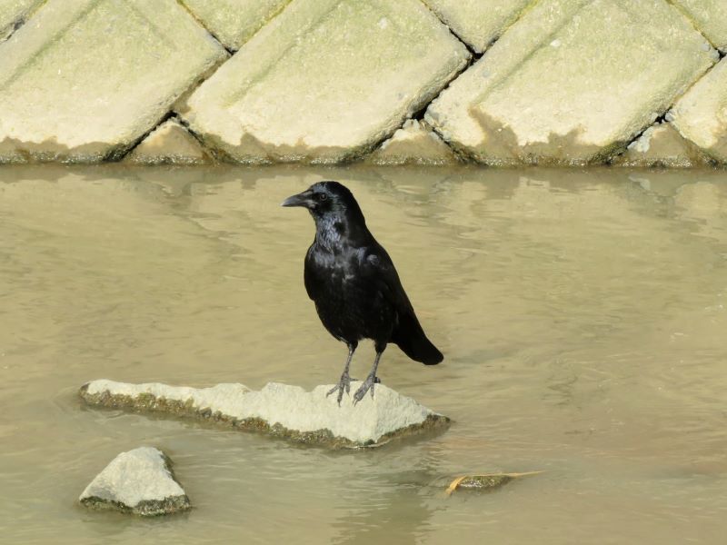 カラスの話 山野草 植物めぐり