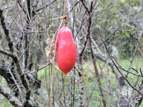 スズメウリ 雀瓜 白い実 山野草 植物めぐり