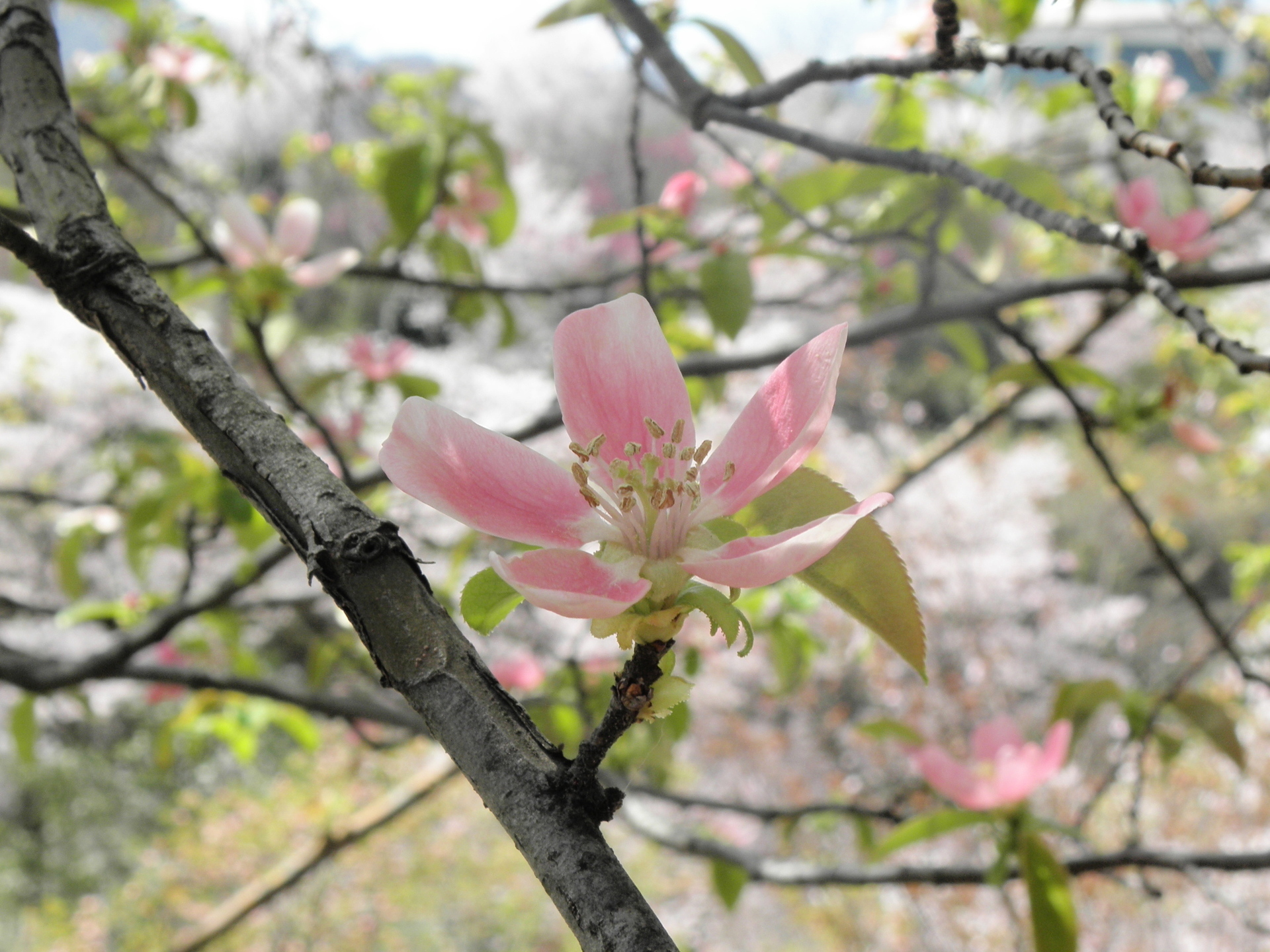 春の木の花 Part２ カリン ボケ ミツマタ トサミズキ ヤマブキ 山野草 植物めぐり