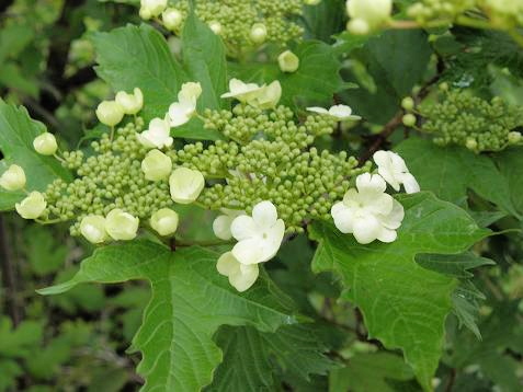 カンボク（肝木）＆ナナカマド（七竃）: 山野草、植物めぐり